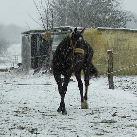 Trakehner MagicWunder - solgt billede 6