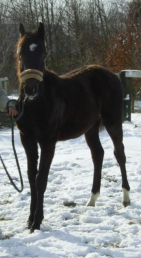 Trakehner MagicWunder - solgt billede 7