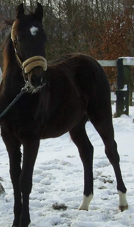 Trakehner MagicWunder - solgt billede 8