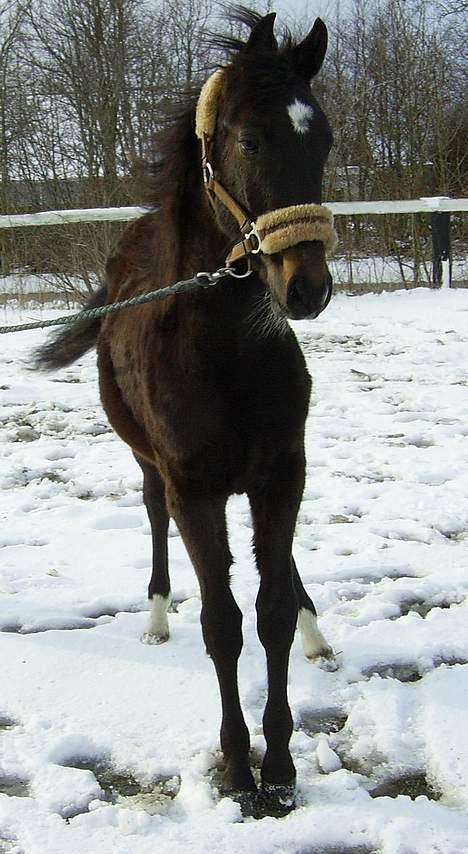 Trakehner MagicWunder - solgt billede 9