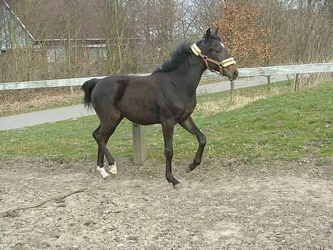 Trakehner MagicWunder - solgt billede 10