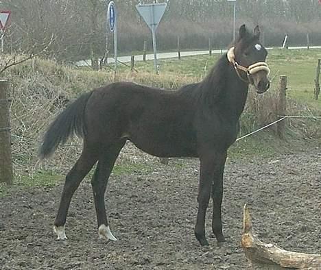 Trakehner MagicWunder - solgt billede 11