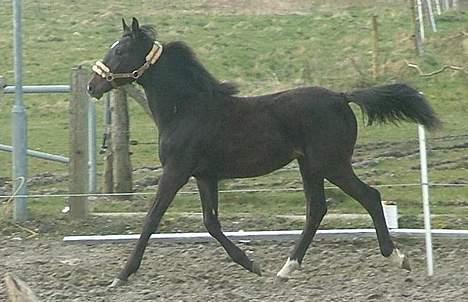 Trakehner MagicWunder - solgt billede 12