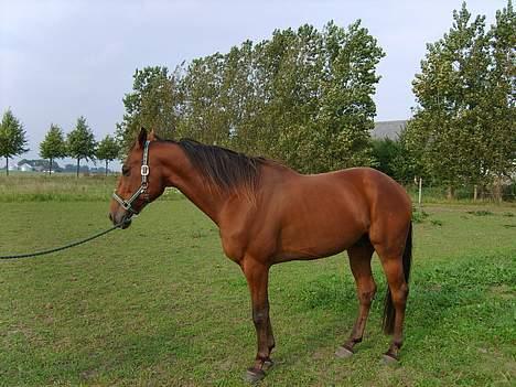 Traver ego kongshøj DØD SNØFT billede 6