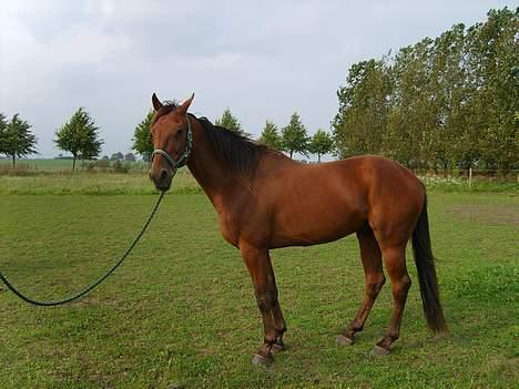 Traver ego kongshøj DØD SNØFT billede 7