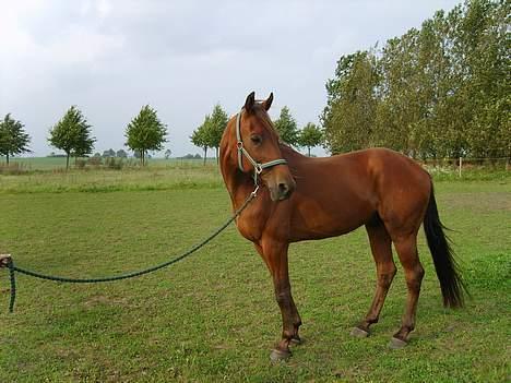 Traver ego kongshøj DØD SNØFT billede 8