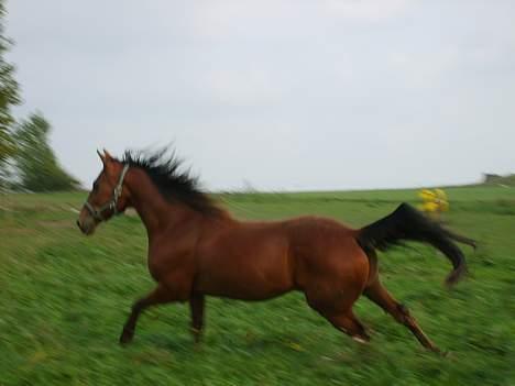 Traver ego kongshøj DØD SNØFT billede 9