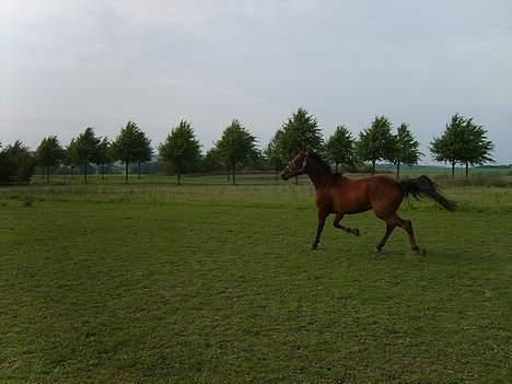 Traver ego kongshøj DØD SNØFT billede 10