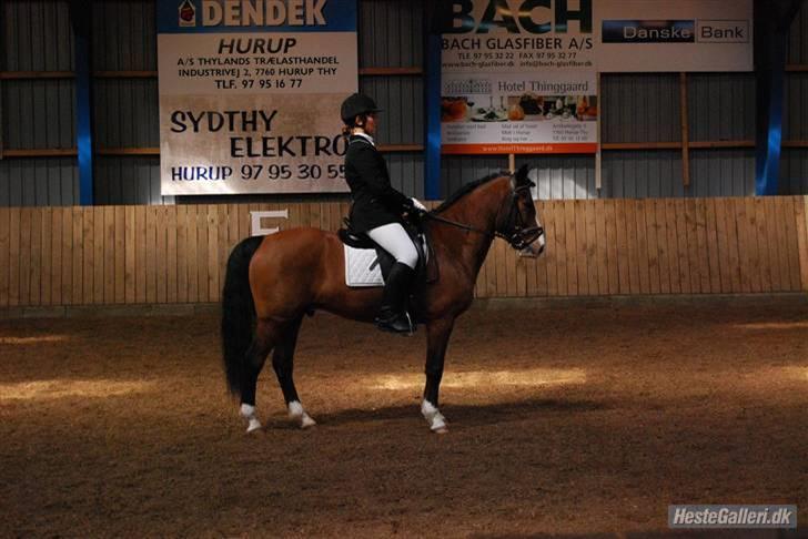 DSP Bæklunds Laredo (SOLGT) - d 5/4 . Stævne i hurup , LB1  :) billede 2