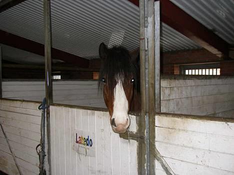 DSP Bæklunds Laredo (SOLGT) - (: . søde p0ny .  billede 3