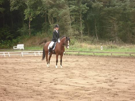 DSP Bæklunds Laredo (SOLGT) - Stævne på Thyh0lm d. 27/8  06.  Fik en 1 & 2 plads . billede 4