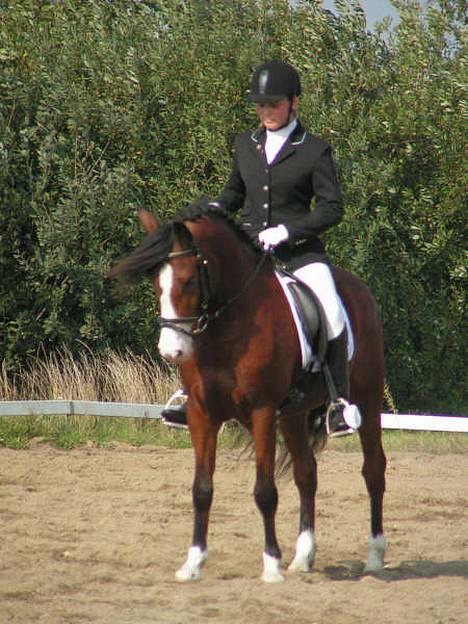 DSP Bæklunds Laredo (SOLGT) - N0rdthy . billede 5