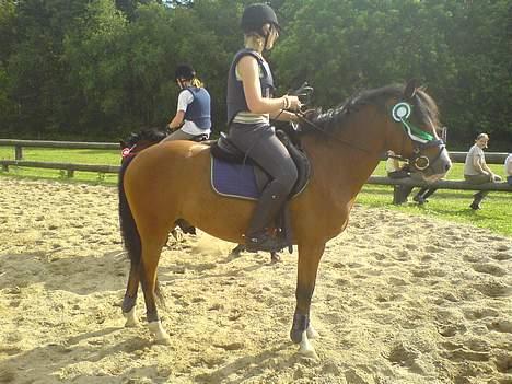 DSP Bæklunds Laredo (SOLGT) - På rytterlejr . Fik en 3 plads i LB oq LA sprinq.   billede 6
