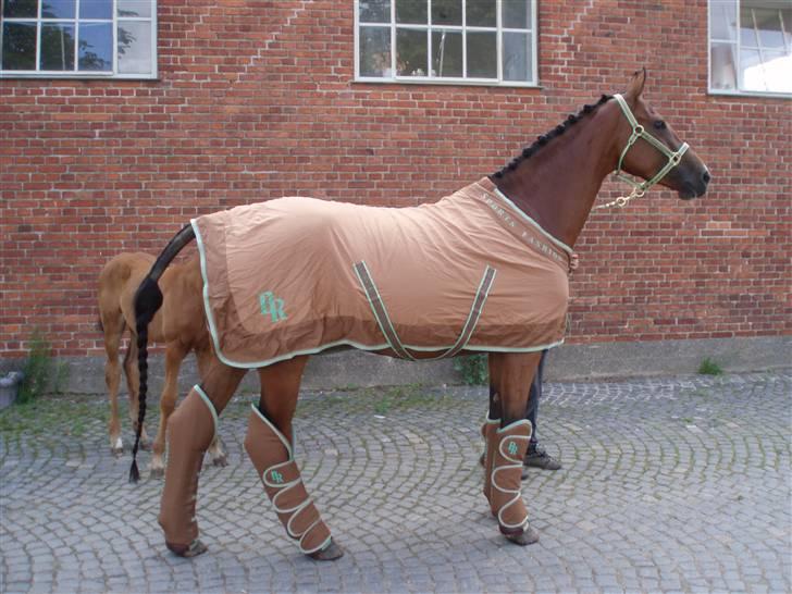Dansk Varmblod Lesir  - Lèsir før følskuet på Baunehøj, med Charlottes super rosenknopper!! billede 1