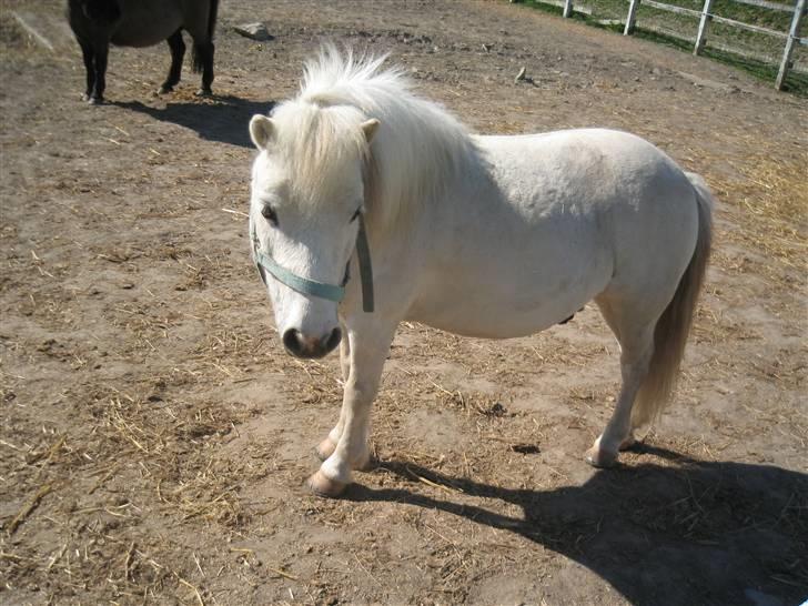 Shetlænder Onslow / passede / - Onslow på fold billede 8