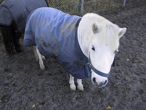Shetlænder Onslow / passede / - Onslow på fold billede 9