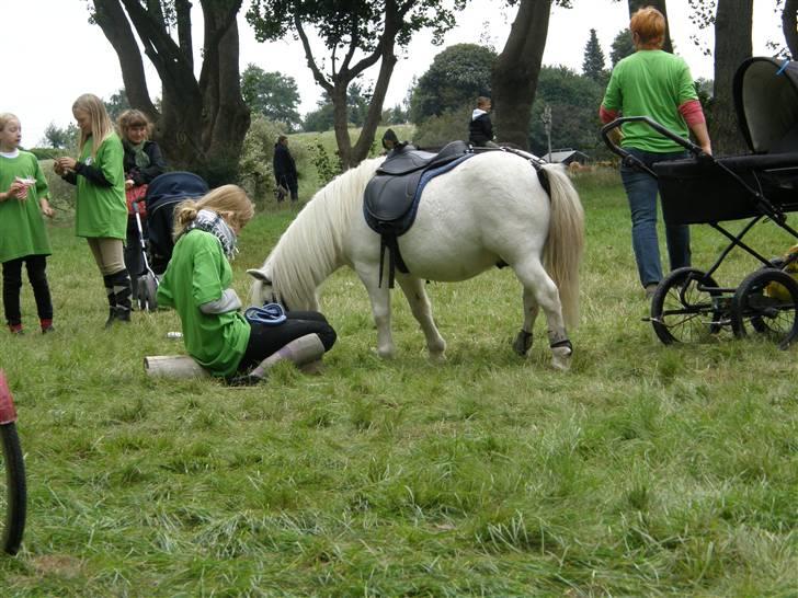 Shetlænder Onslow / passede / - ponytræk til høstfest billede 10