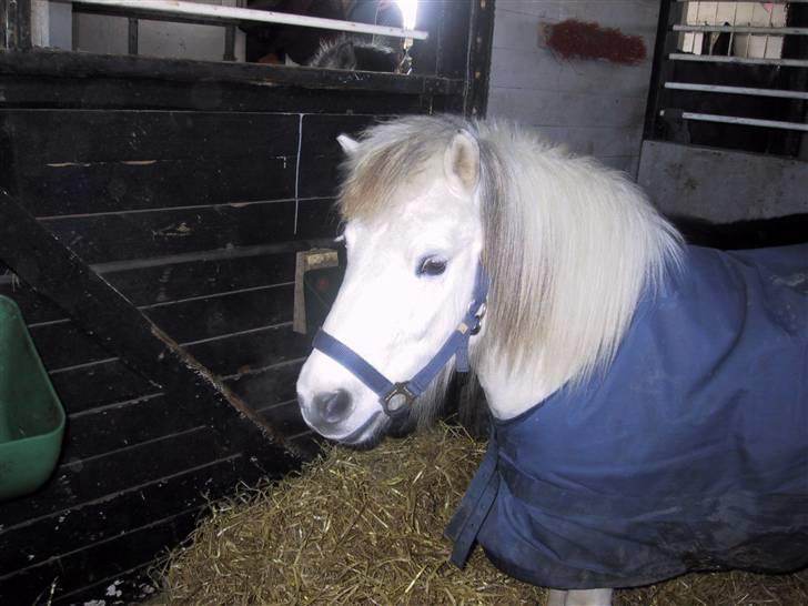 Shetlænder Onslow / passede / - i boksen billede 11