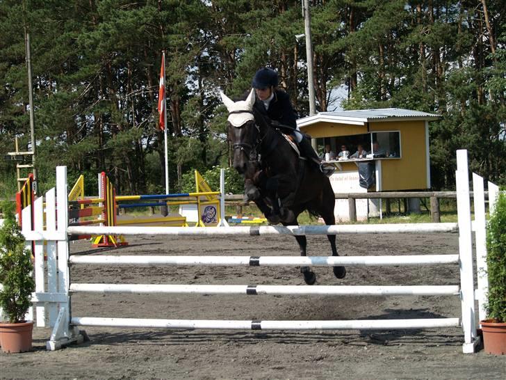 Dansk Varmblod Losanna - solgt - Losanna og jeg i en LA på kalle billede 10