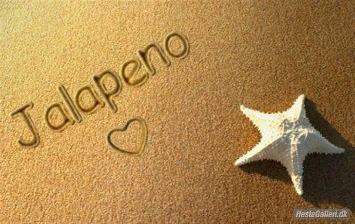 Dansk Varmblod Jalapeño Z billede 2