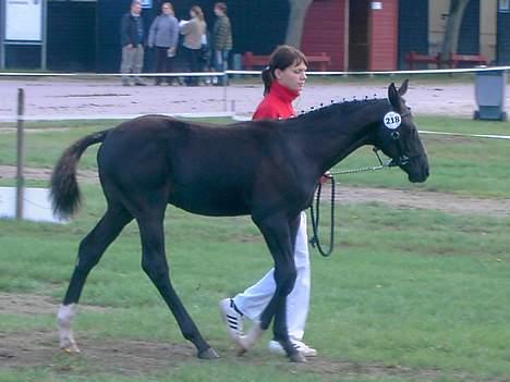 Dansk Varmblod Jalapeño Z - Fra vi var i byen første gang til Store Hestedag 2006. (5 mdr. gammel) billede 3