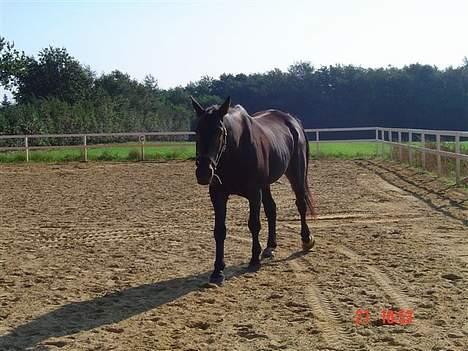 Oldenborg Patrik Bakke billede 4