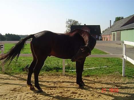 Oldenborg Patrik Bakke - ih hvor det klør.... møgfluer billede 5