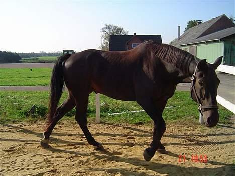 Oldenborg Patrik Bakke - nu går jeg altså min vej... for det er kedligt det her billede 6