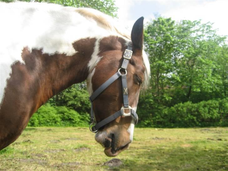 Pinto Candy SOLGT RIP - dejligt at blive kløet på ryggen... ;) billede 13