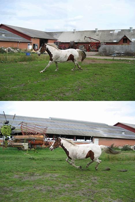 Pinto Candy SOLGT RIP - nogle løbebilleder taget sammen dag som jeg løssprang hende... så man kan se lidt bevægelser... billede 15