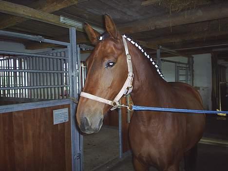 Oldenborg havgaards smukke sally(tidl. hest) - smukke sally billede 2