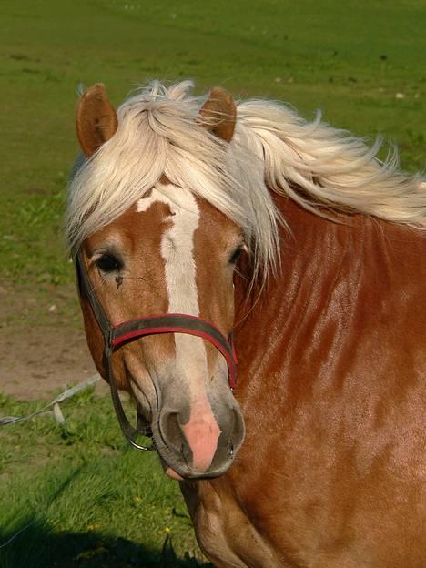 Haflinger Skelgårdens Aslan HINGST - Maj 2006 billede 10