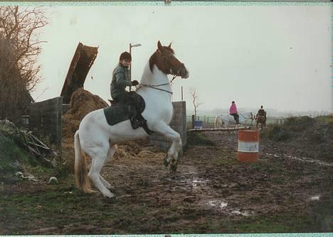 Pinto .... pinto... + 2011+ billede 12