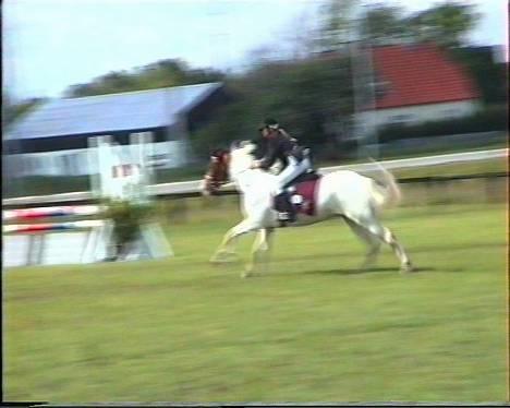 Pinto .... pinto... + 2011+ billede 16