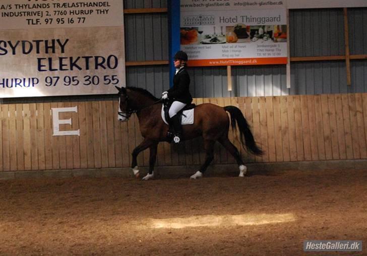 DSP Bæklunds Laredo (SOLGT) - d 5/4 . Stævne i hurup , LB1 :) billede 8