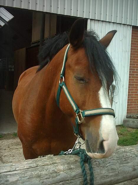 DSP Bæklunds Laredo (SOLGT) - S0mmeren år 2005. Han får siq liqe en bette lur´ inden vi skal ud og ride n0qet hårdt dressur ;D  billede 10