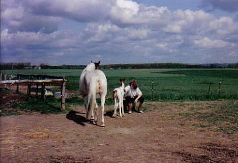 Pinto .... pinto... + 2011+ - Pinto & Minto  billede 18