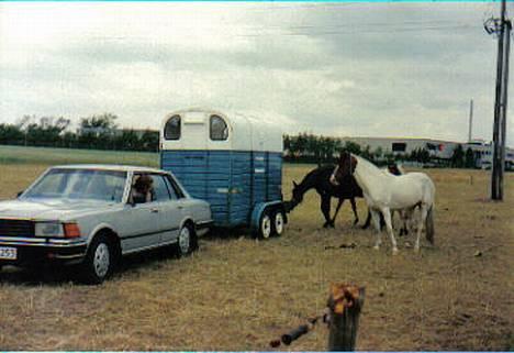 Pinto .... pinto... + 2011+ billede 19