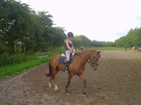 DSP Düval  - under dressurundervisning. - Foto: far. billede 10