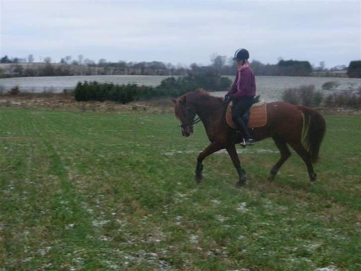 DSP Düval  - under dressurtræning. - Foto: mor. billede 11