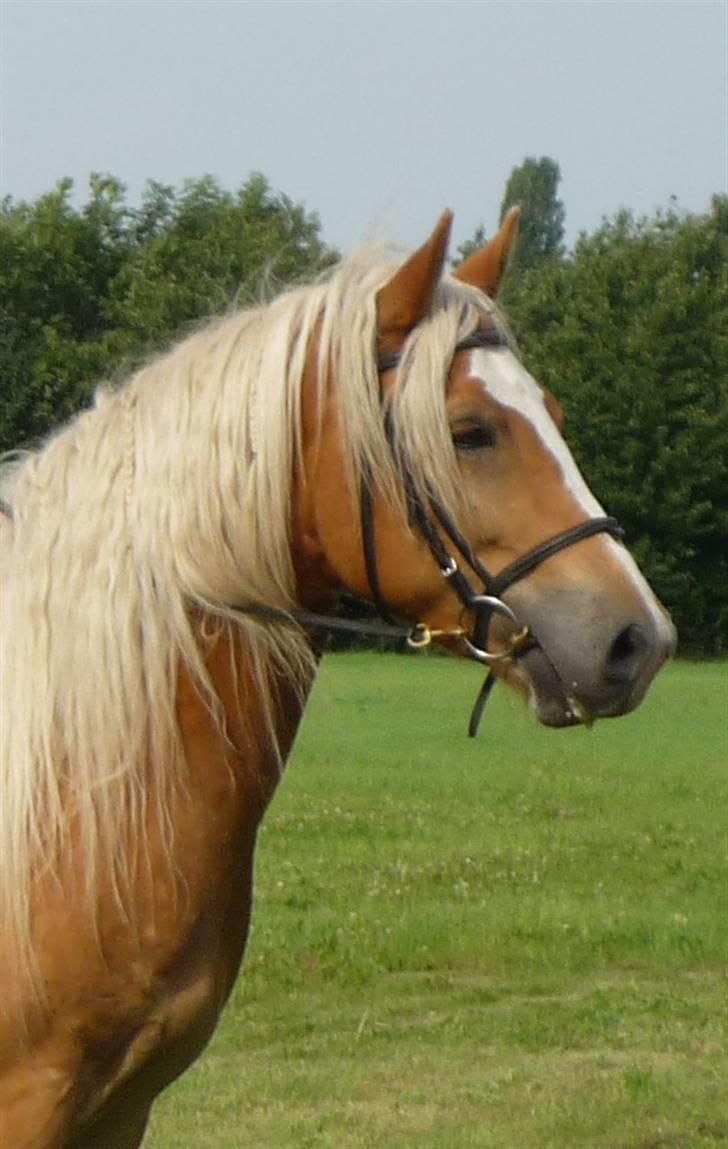 Haflinger RøgtergårdensWinner solgt - "bondegårds ferie hos Pigerne... billede 7