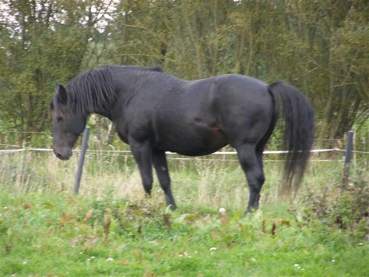 Oldenborg Junker - 14/9 08  billede 17