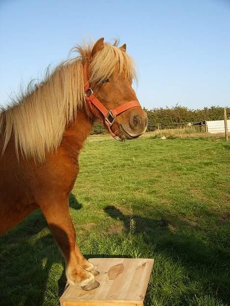 Shetlænder Thor *solgt* - Er jeg ikke kær? billede 9