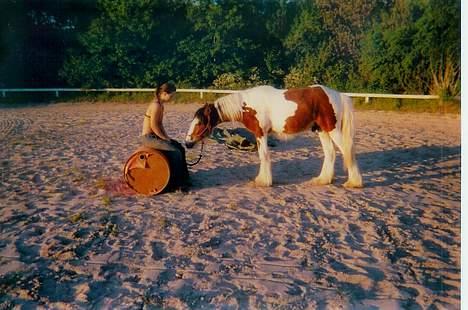 Irish Cob Holm´s Silas of Picasso - hygge under træningen.. billede 4