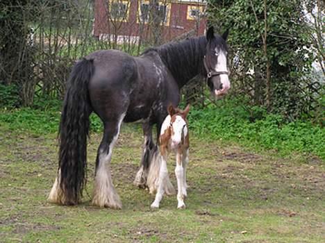 Irish Cob Holm´s Silas of Picasso - Silas som lille baby sammen med hans mor, som blev aflivet da han var 4 måneder... billede 6