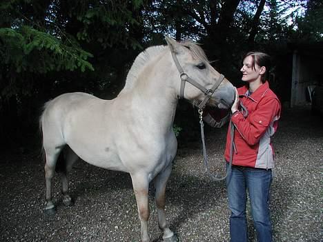 Fjordhest Tulle Skiveren - Tulle-tøsen og jeg billede 3