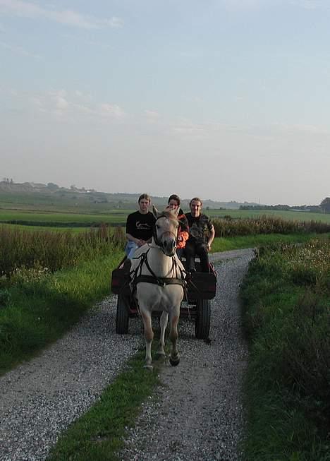 Fjordhest Tulle Skiveren - Min kæreste til den ene side og min storebror til den anden og mig i midten billede 5