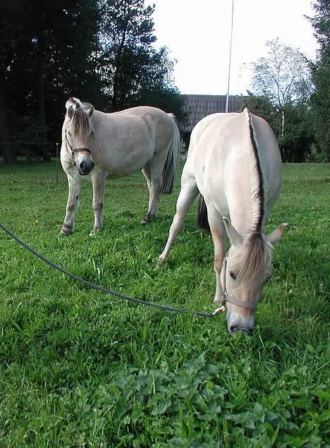 Fjordhest Tulle Skiveren - Tulle græsser og Lucas holder godt øje med at hans nye kæreste ikke skal forsvinde igen... billede 7