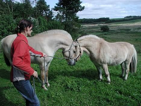 Fjordhest Tulle Skiveren - Tulle og Lucas mødes for første gang (det er hende jeg holder) billede 10
