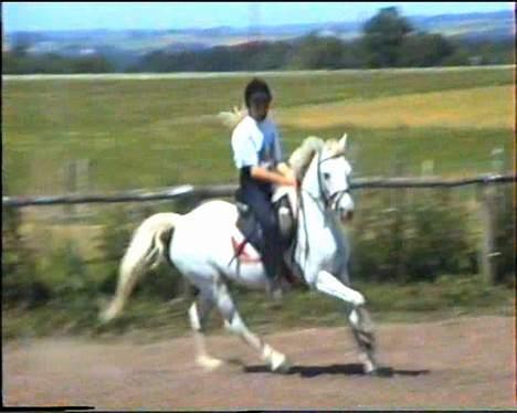 Welsh Mountain (sec A) Skrubbenborg Jamais billede 3